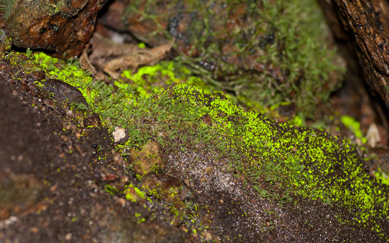 Schistostega pennata